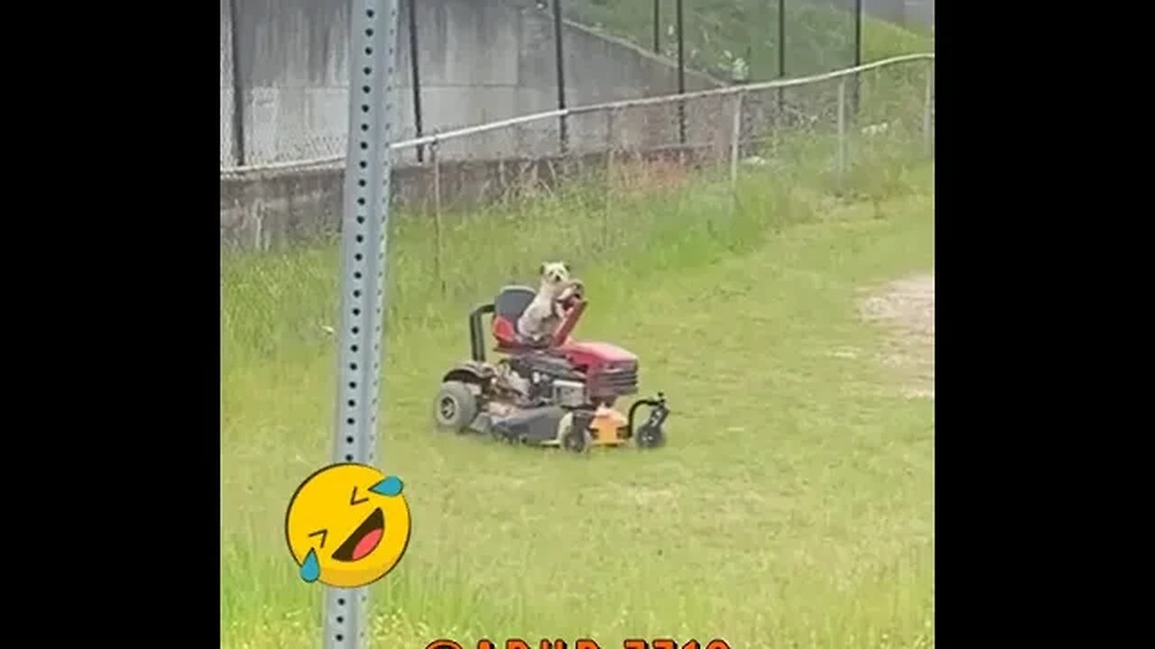 Dog Cuts Grass On Riding Lawn Mower #short #shorts