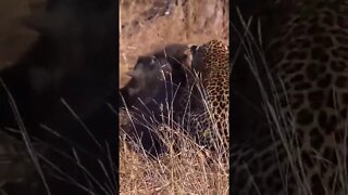 Leopard Vs Warthog | #shorts #creativitydecoded