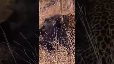 Leopard Vs Warthog | #shorts #creativitydecoded