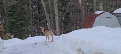 Sneaky deer