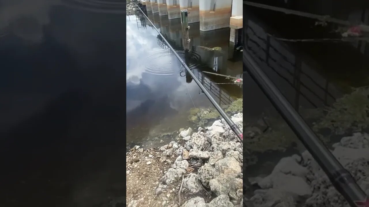 PEACOCK BASS took my LAST Bait fish!