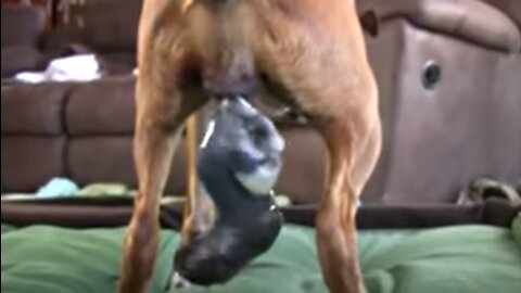 Dog Has Amazing Birth While Standing!!