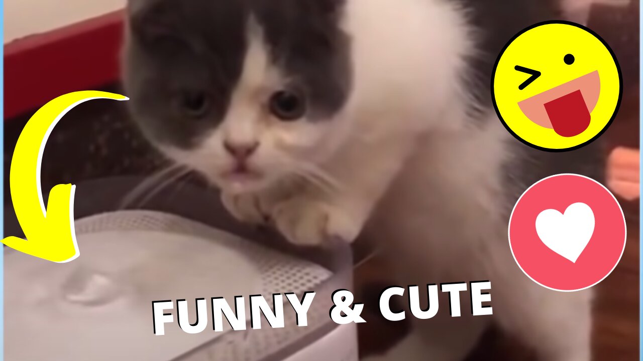 Funny and Cute Pet's Life #014