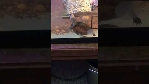 Mr. Turtle B, chillin