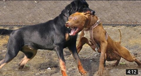 Guard Dog Training Step by Step!