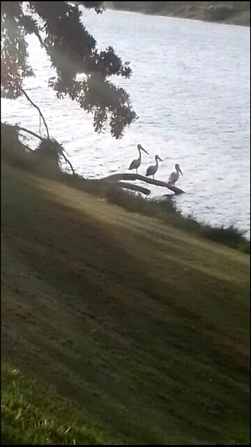 Three Pelicans On A Log
