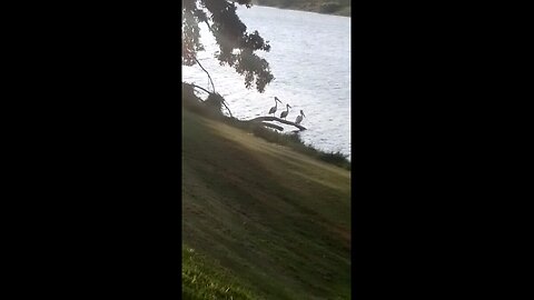 Three Pelicans On A Log