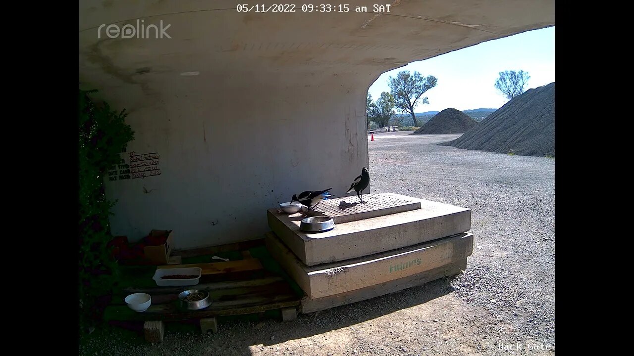 Magpie 05:11:09 29am