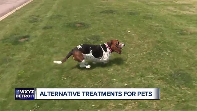 Downriver doctors using acupuncture and chiropractic treatments to help animals walk again