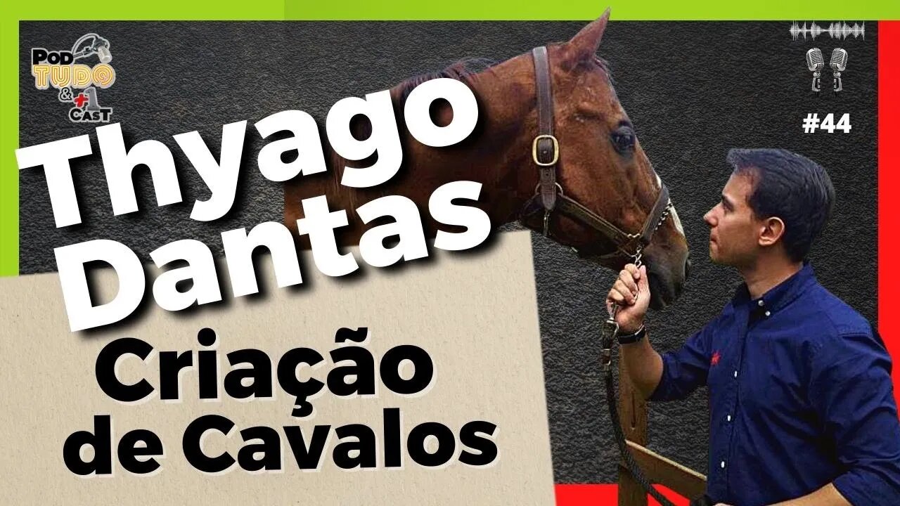 Criação de cavalos com Thyago Dantas @podtudoemaisumcast #44