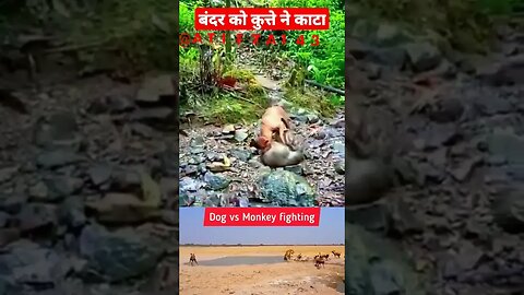 बंदर को कुत्ते ने काटा🤣🤣||monkey vs Dog #shortsfeed #shorts #funny