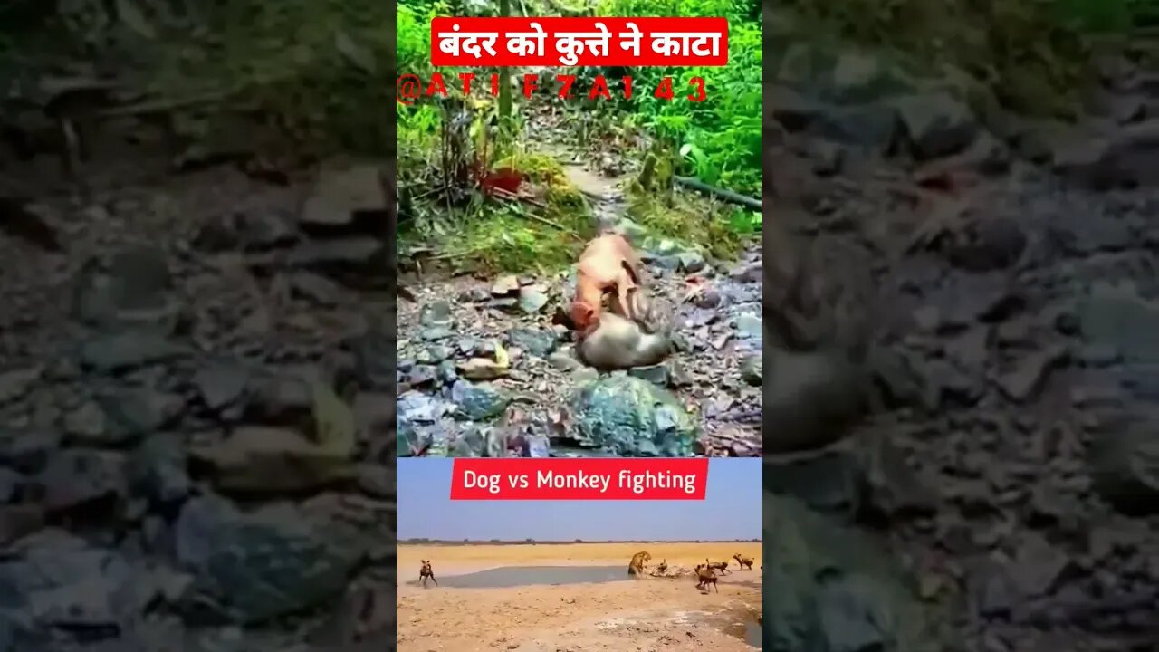 बंदर को कुत्ते ने काटा🤣🤣||monkey vs Dog #shortsfeed #shorts #funny