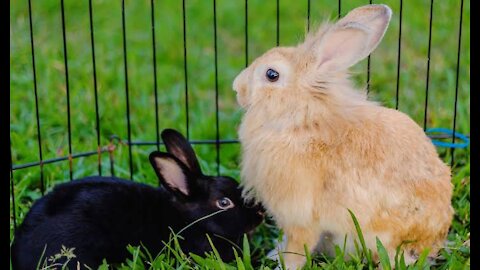 Rabbit chewing a flower beside a fluffy chick baby - (2021) 🐇🐤