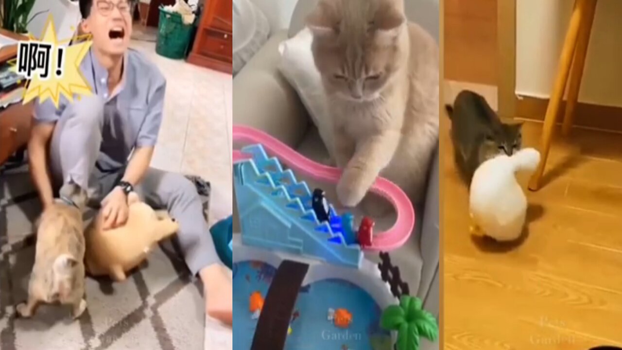 Cat hates owner's brother, repeatedly attacks her