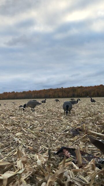 First Field limit done