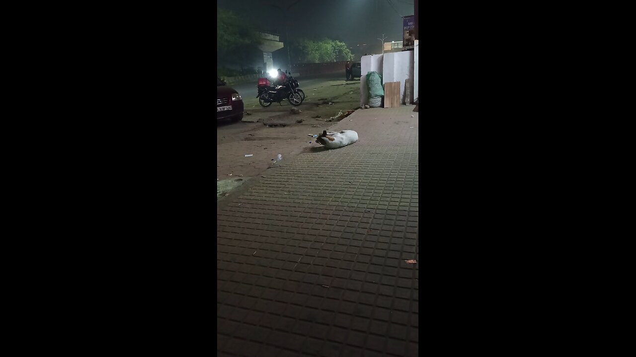 Self Playing Dog with bottle