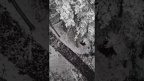 Decent into snowy Elven forest