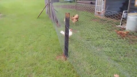 Bonus Mini Farm update. 7-26-22