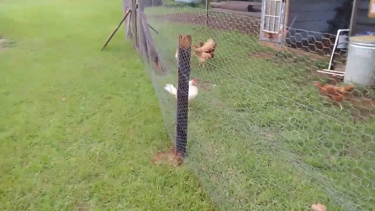 Bonus Mini Farm update. 7-26-22
