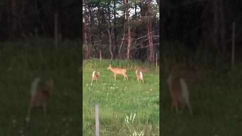 Baby Deer in their mother