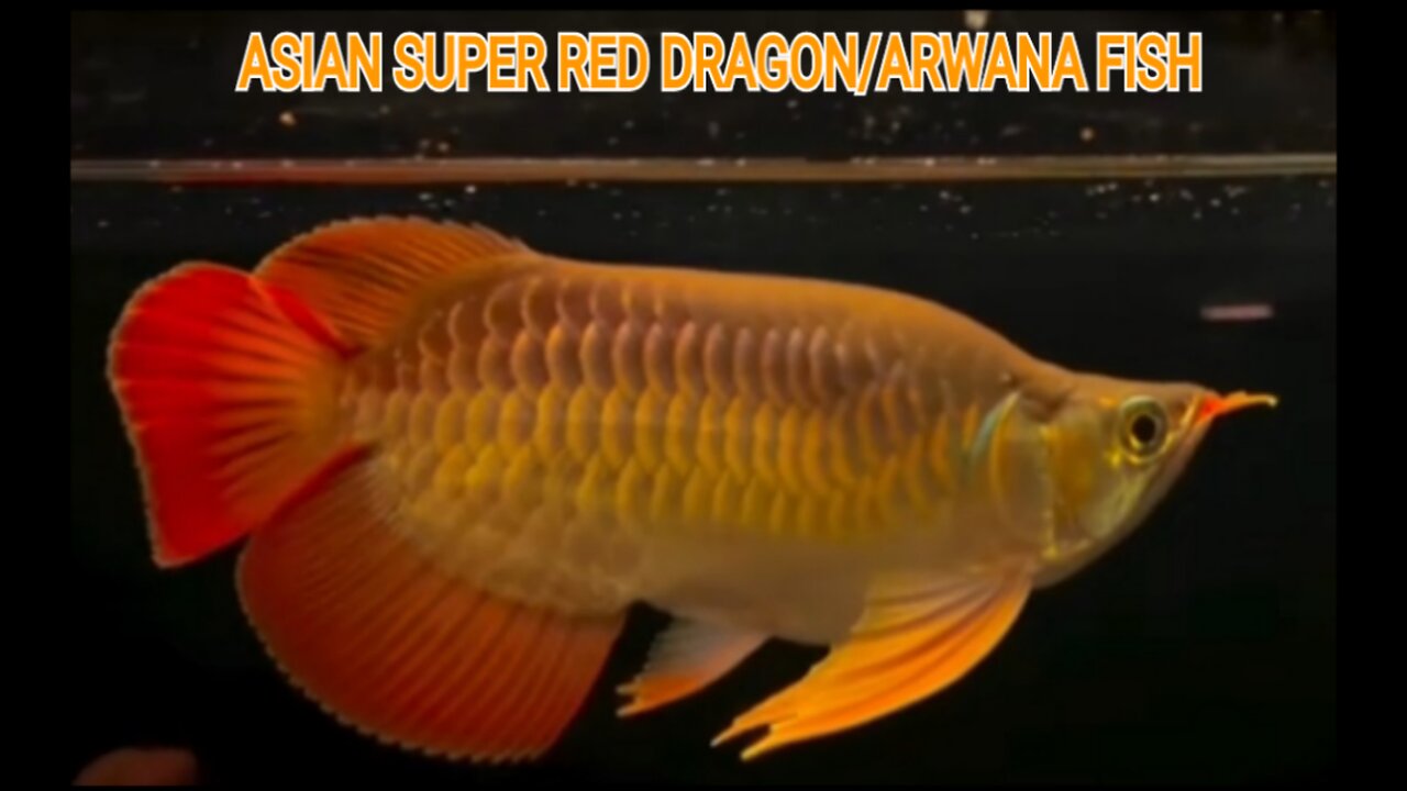 ASIAN SUPER RED DRAGON/ARWANA FISH