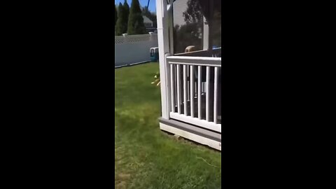 I need to train my dog