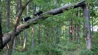 Ces corgis grimpent aux arbres avec l'agilité d'un chat