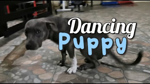 Dancing Puppy Tiktok XD