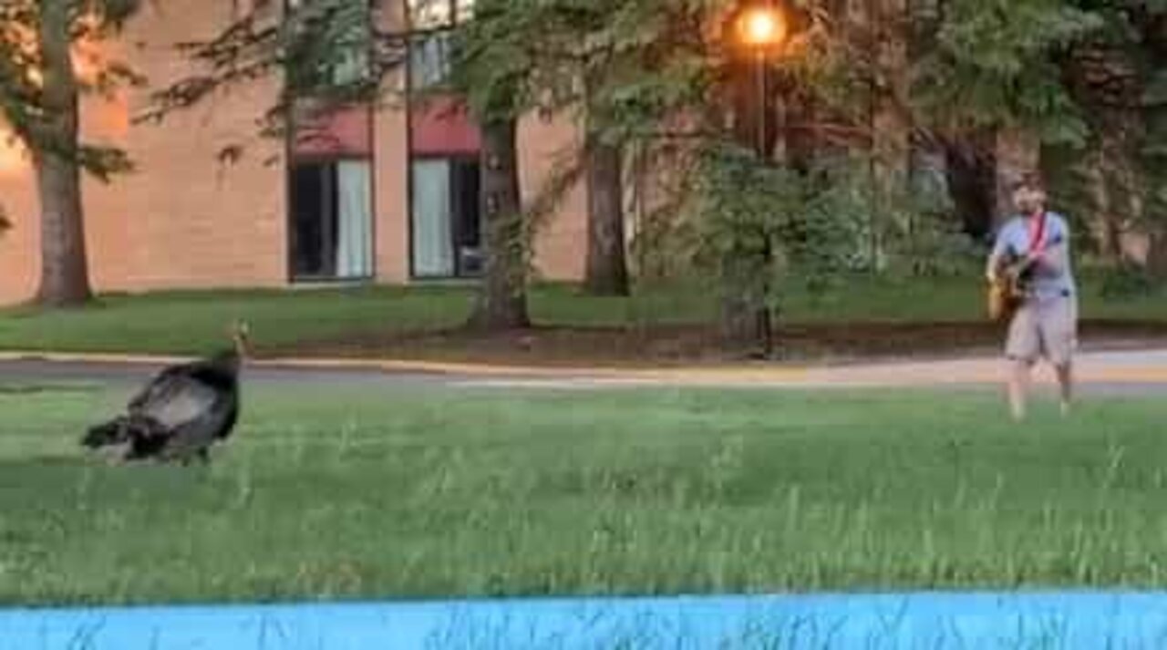 Un guitariste joue une sérénade à un dindon en pleine rue!