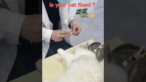 CAT VIDEO