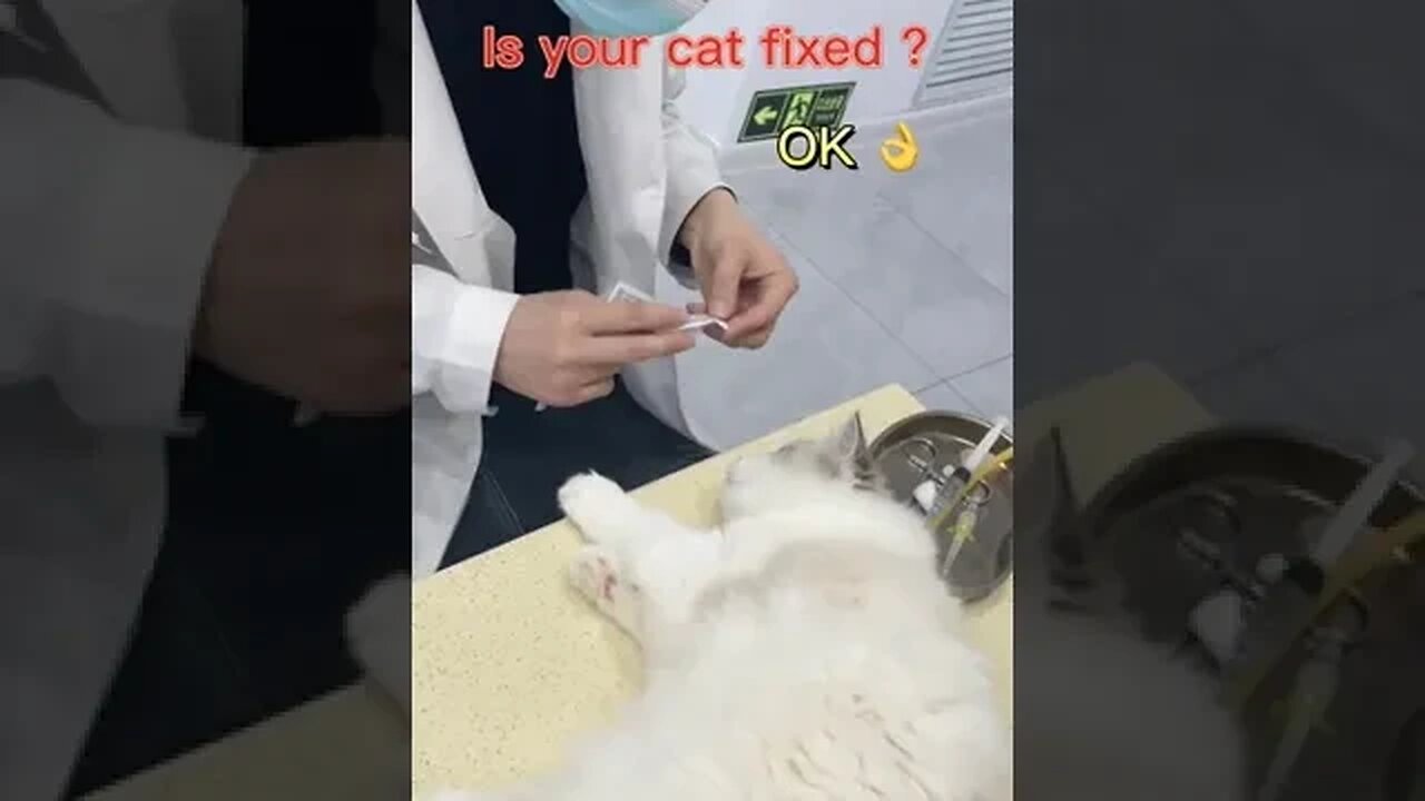 CAT VIDEO