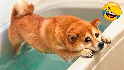 CUTEST CATS AND DOGS EVER! 😂 FUNNY ANIMAL VIDEOS #89