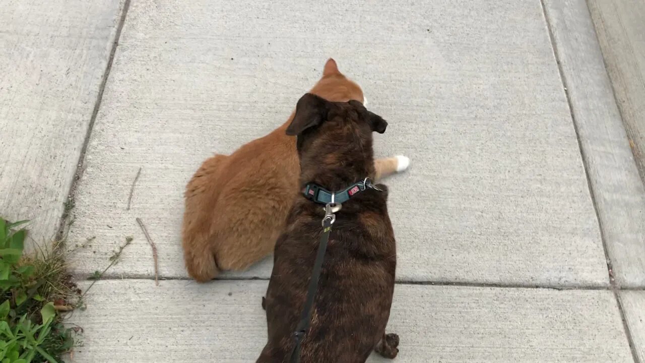 Bosco and the Friendly Cat