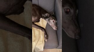 Disabled Greyhound eyes look sad in the reflected light