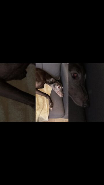 Disabled Greyhound eyes look sad in the reflected light
