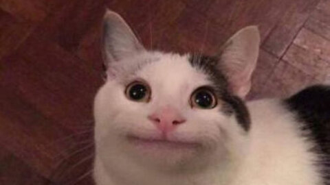 FUNNY CATS MEMES COMPILATION OF 2023