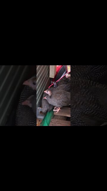 Guinea fowl keets hiding from rain. Second flood in two weeks - I put them away after this!