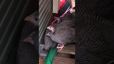 Guinea fowl keets hiding from rain. Second flood in two weeks - I put them away after this!