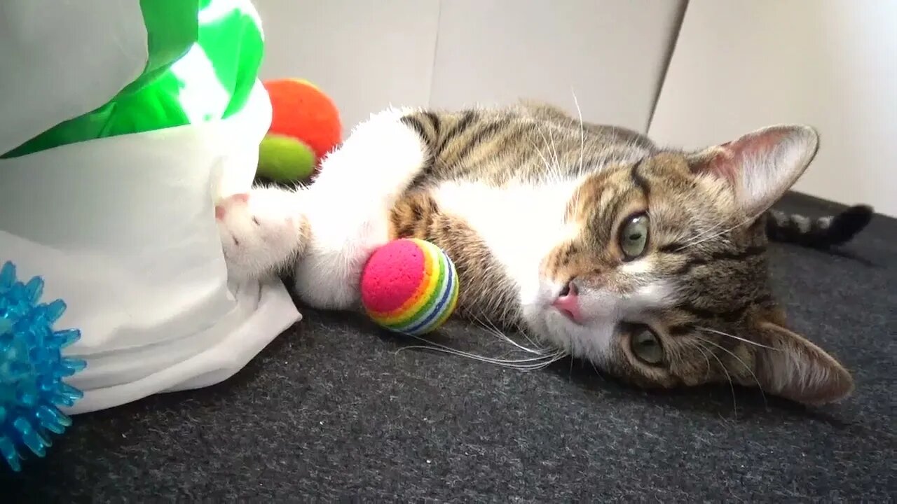 Sweet Kitten Plays with the Rainbow Ball