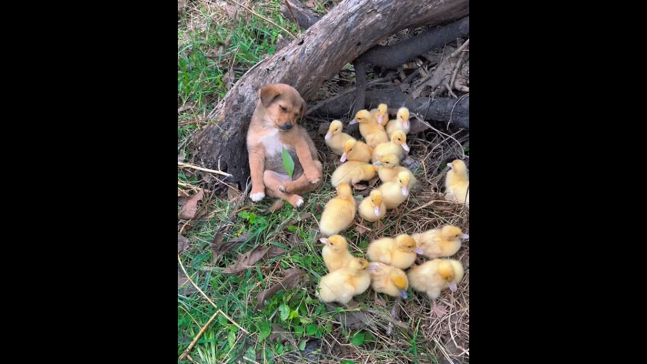 Did anyone have him something to eat