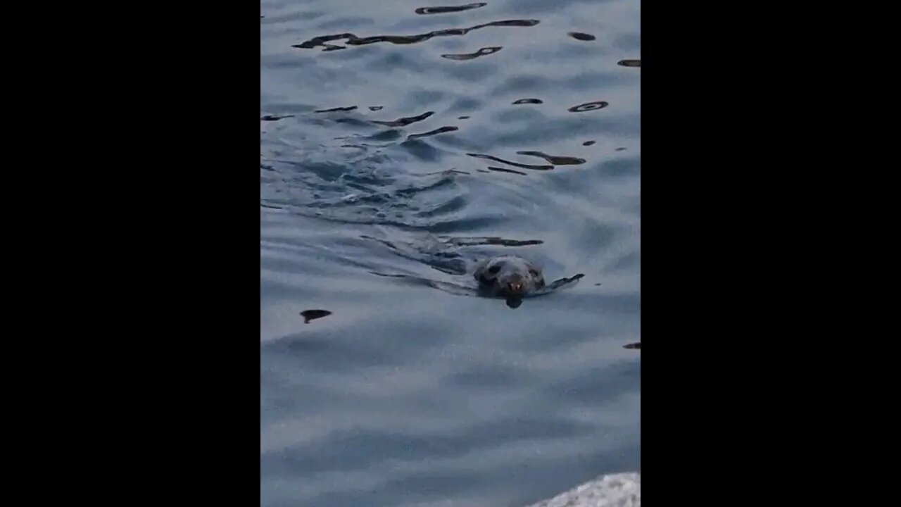 Grey seal swimming alongside Brixham breakwater #animals #wildlife #shortsvideo #shorts #shortsfeed