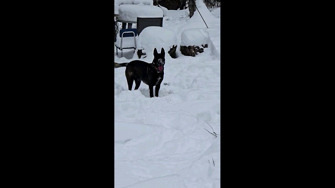 my Belgian Malinois looking for his frisbee in the snow