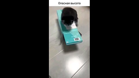 funny videos