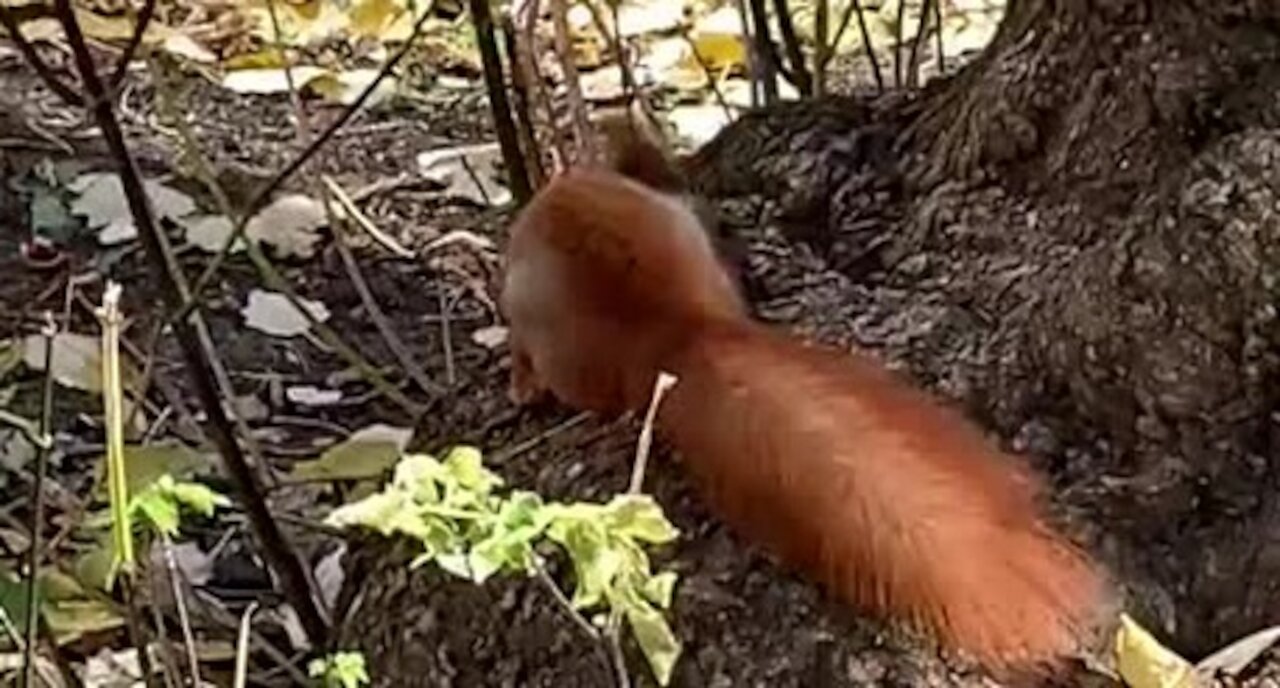 Squirrel in a forest