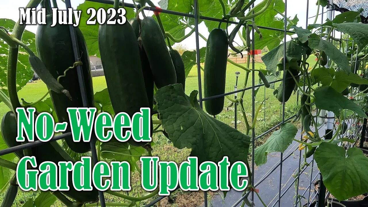 No-Weed Garden Update (Mid July 2023)