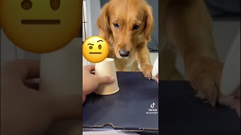 🐶Your Daily dose of funny cute dogs!