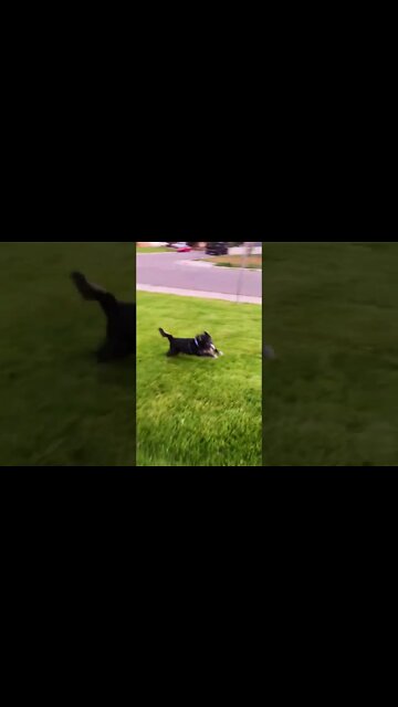 PEP UP Your Monday! Catching Charlie!