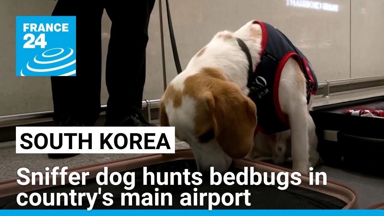 South Korea employs sniffer dog to keep bedbugs out of country after Paris Olympics