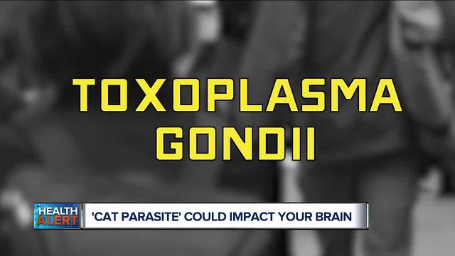 Cat Parasite could impact your brain