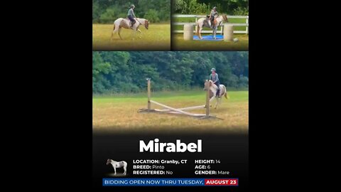 ENDED 𝐓𝐡𝐞 𝐒𝐭𝐫𝐚𝐢𝐧 𝐅𝐚𝐦𝐢𝐥𝐲 𝐇𝐎𝐑𝐒𝐄 𝐅𝐀𝐑𝐌'𝐬 "𝒞𝒶𝓂𝓅 Horse Sale" hosted by Horsebid.com